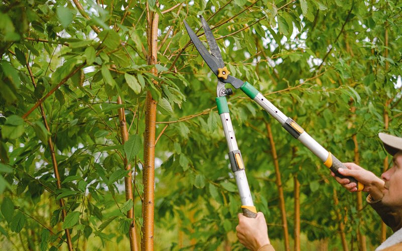 Tree trimming in Osawatomie, KS