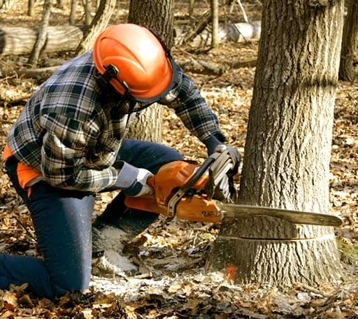 Tree Removal in Osawatomie, KS